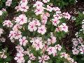 Titan Blush Periwinkle / Catharanthus roseus 